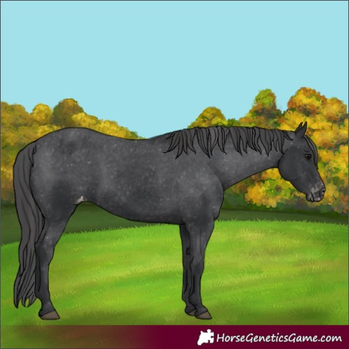 Horse Color:Black Varnish Rabicano 