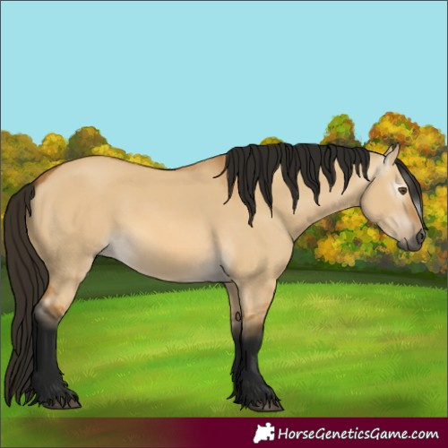 Horse Color:Gray Buckskin Dun 