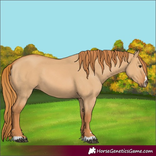 Horse Color:Red Dun