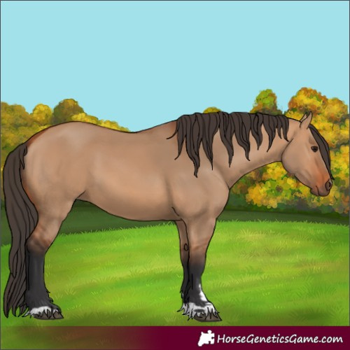 Horse Color:Bay Dun