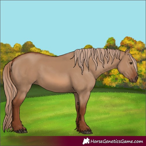 Horse Color:Red Dun 