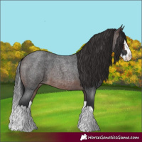 Horse Color:Brown Roan Splash