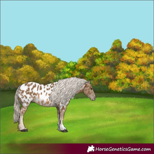 Horse Color:Chocolate Palomino Sabino Near Leopard 