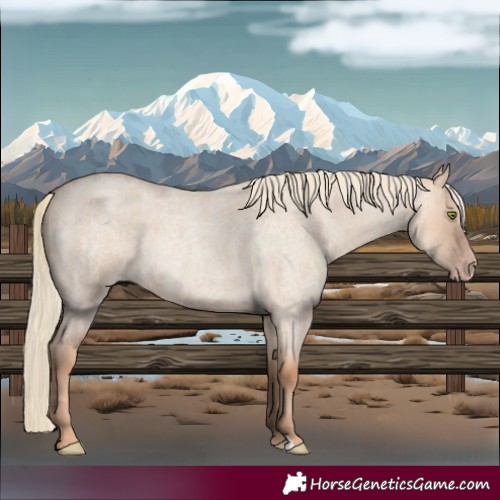 Horse Color:Gold Champagne Roan Dun 