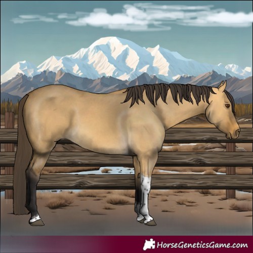 Horse Color:Buckskin Dun Tobiano 
