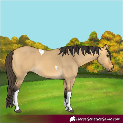 Horse Color:Buckskin Dun Tobiano 
