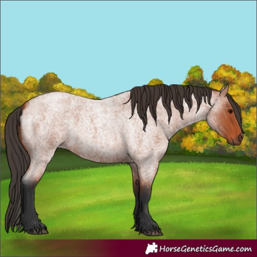Horse Color:Bay Roan
