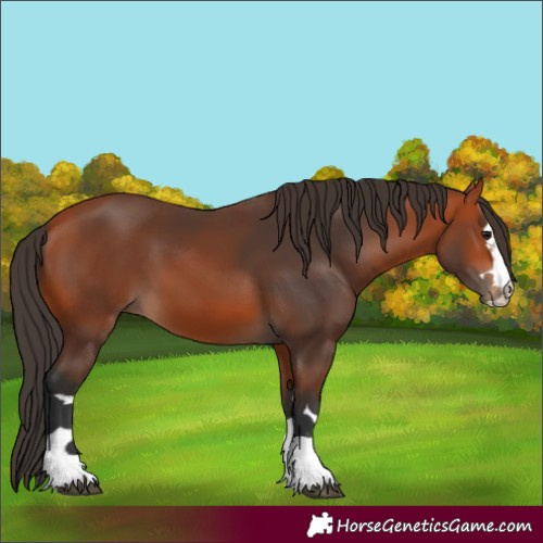 Horse Color:Bay 