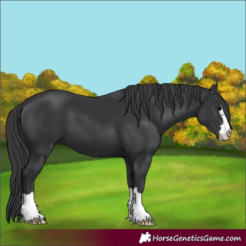Horse Color:Black 
