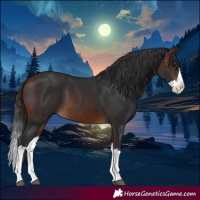 Horse Color:Brown Splash 