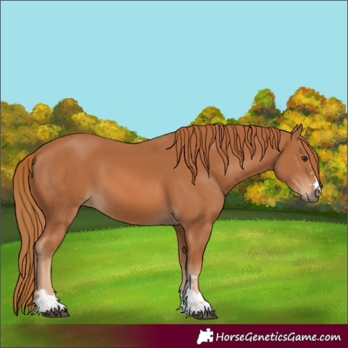 Horse Color:Chestnut 