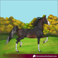 Horse Color:Brown Splash