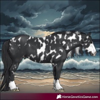 Horse Color:Black Skewed Appaloosa 