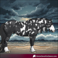 Horse Color:Black Skewed Appaloosa