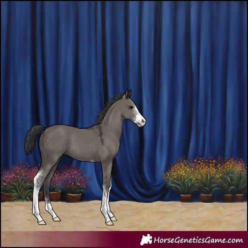 Horse Color:Grullo Sabino 