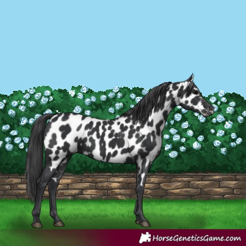 Horse Color:Black Near Leopard 