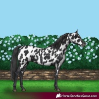 Horse Color:Black Near Leopard 