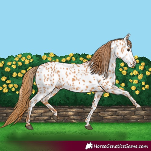 Horse Color:Chestnut Near Leopard