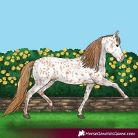 Horse Color:Chestnut Near Leopard
