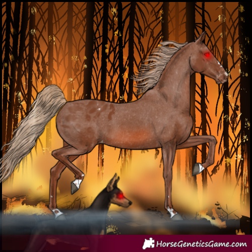 Horse Color:Chestnut Blanket 