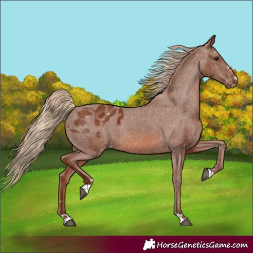 Horse Color:Chestnut Appaloosa 