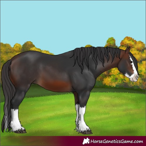 Horse Color:Brown Splash 