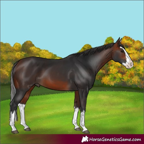 Horse Color:Bay Splash 