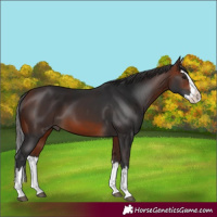 Horse Color:Bay Splash