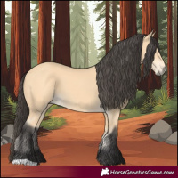 Horse Color:Buckskin 