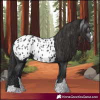 Horse Color:Gray Black Appaloosa 