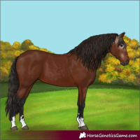 Horse Color:Gray Bay 