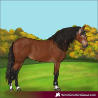 Horse Color:Gray Bay