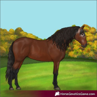 Horse Color:Gray Bay 