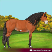 Horse Color:Bay Frame 