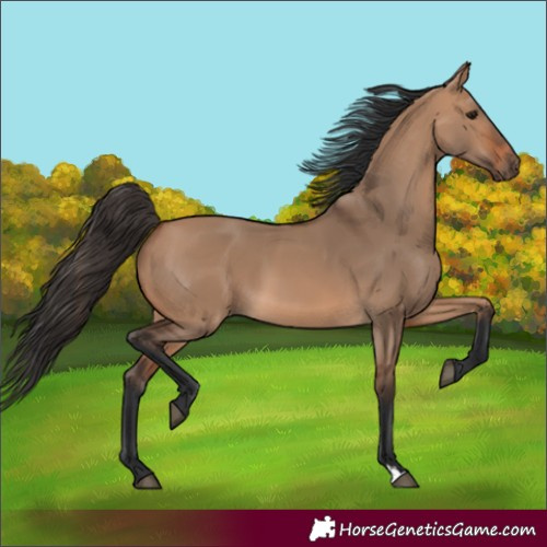 Horse Color:Bay Dun 