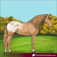 Horse Color:Chestnut Appaloosa 