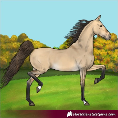 Horse Color:Buckskin Dun 
