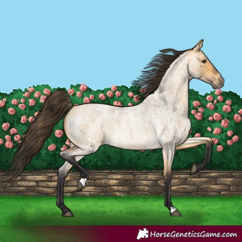 Horse Color:Buckskin Roan Dun