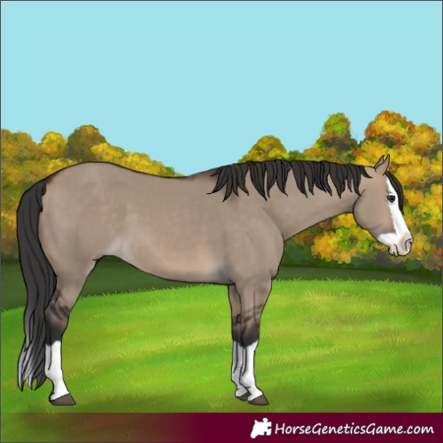Horse Color:Brown Dun Splash 