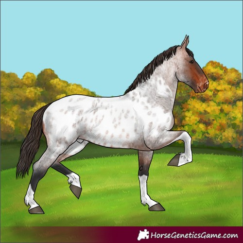 Horse Color:Bay Roan Tobiano Appaloosa
