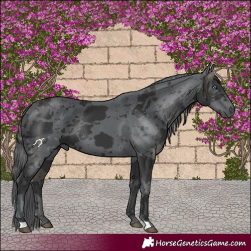 Horse Color:Black Merle 