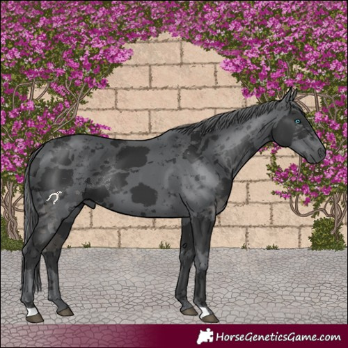 Horse Color:Black Merle