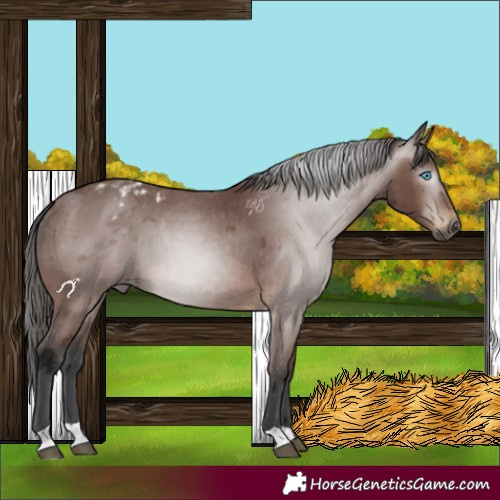 Horse Color:Gray Bay Merle Appaloosa 