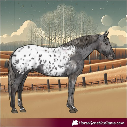 Horse Color:Smoky Black Merle Appaloosa 