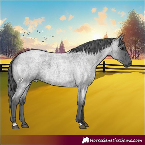 Horse Color:Blue Roan Merle 