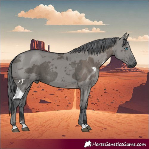 Horse Color:Grullo Merle Rabicano 