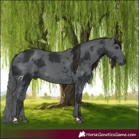 Horse Color:Black Merle