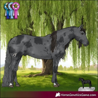 Horse Color:Black Merle 