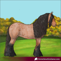 Horse Color:Bay Roan 