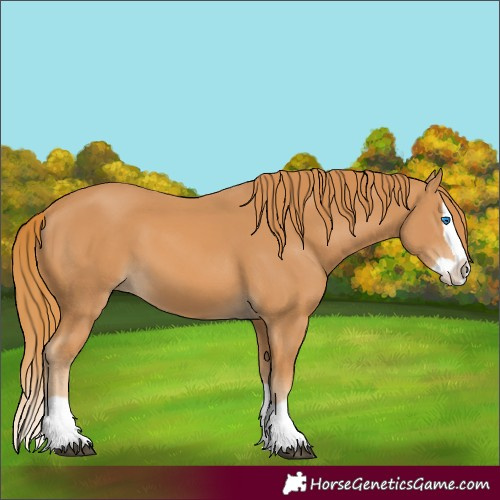 Horse Color:Chestnut Splash